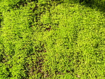 Full frame shot of trees growing on field