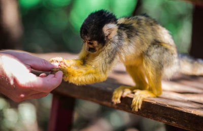 Close-up of hand feeding