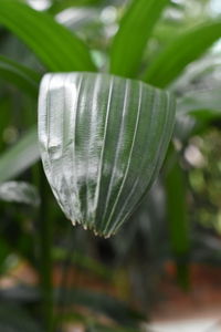 High angle view of plant on field