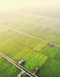 High angle view of agricultural field