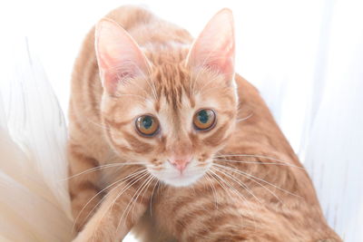 Close-up portrait of a cat