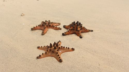 High angle view of starfish on beach