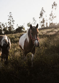 Horses standing in field against sky