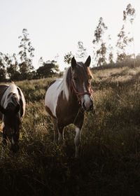 Horses in the field