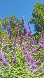 Low angle view of purple flowering plants against clear blue sky