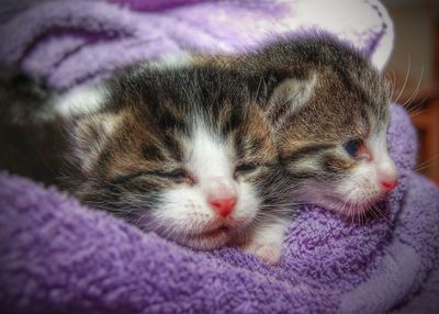 Close-up of cat sleeping on bed