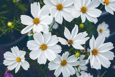 Close-up of white daisy flowers