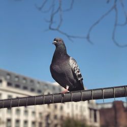 Low angle view of bird perching against clear sky