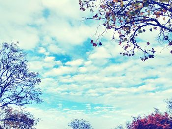 Low angle view of tree against sky