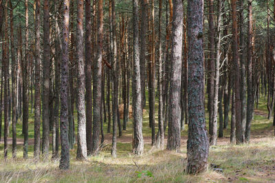 Pine trees in forest