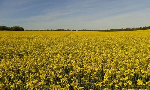 View of oilseed rape field