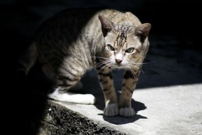 Portrait of cat looking away