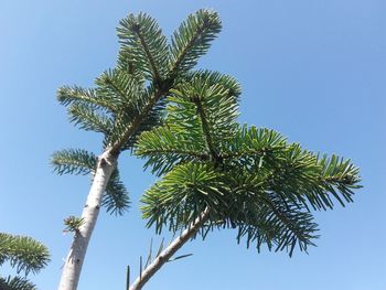 Low angle view of palm tree against clear blue sky