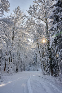 Snow covered trees in forest against sky