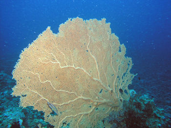 Gorgonian fan coral