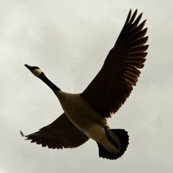 Low angle view of birds flying in sky