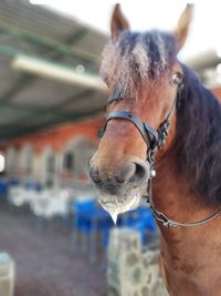 Close-up portrait of horse