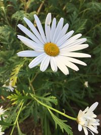 Close-up of white daisy flower