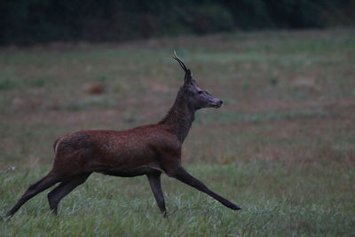 Side view of deer on field