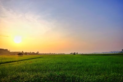 Scenic view of field against sky during sunset