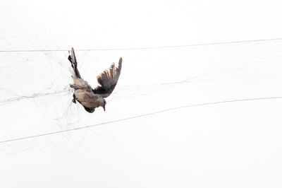 Close-up of bird flying