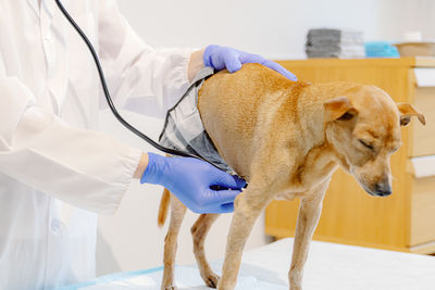 Midsection of woman with dog