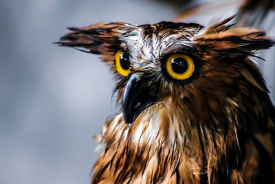 Close-up of owl