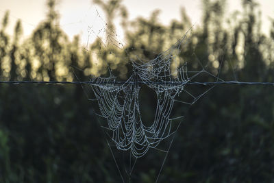 Close-up of wet spider web