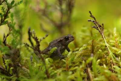 Close-up of lizard on tree