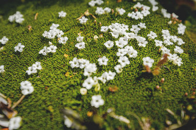 Close-up of white flowers