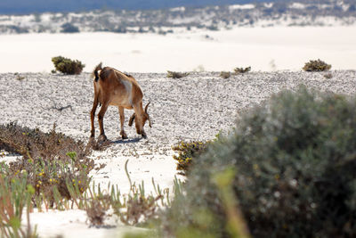 View of a dog on land