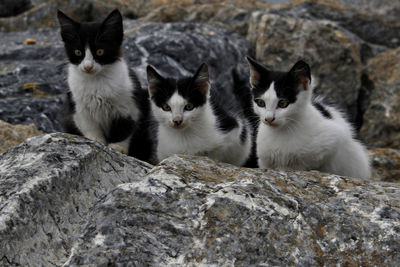 Portrait of cats on rock