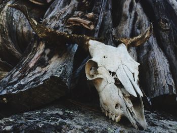 Close-up of animal skull