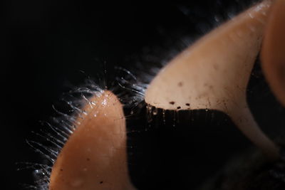 Close-up of mushroom in water