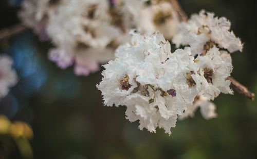 Close-up of cherry blossom