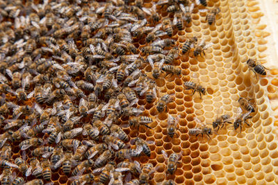 Close-up of bee on field