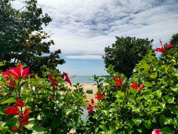 Red flowering plants against sky