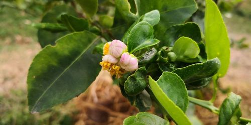 Close-up of flowering plant