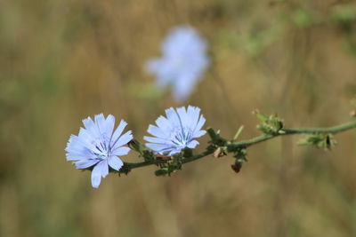 Blue flowers of cichorium intybus , is the most widely seen summer time wild flowers in italy.