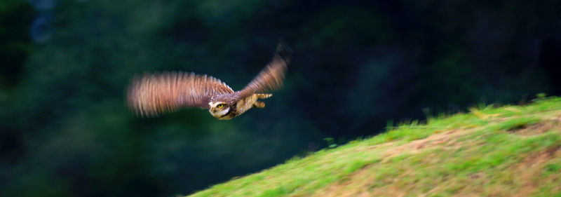 Close-up of a bird flying owl