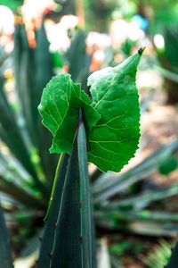 Close-up of fresh green leaves