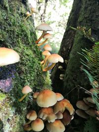 Mushrooms growing on tree trunk