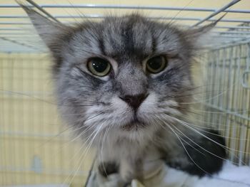 Close-up portrait of cat in cage