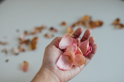Close-up of hand holding pink rose