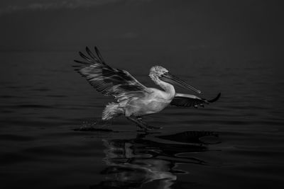 Close-up of bird flying over lake