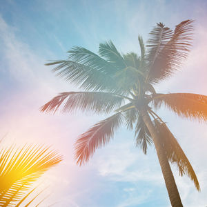 Low angle view of palm tree against sky