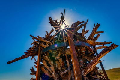 Low angle view of cactus on field against sky