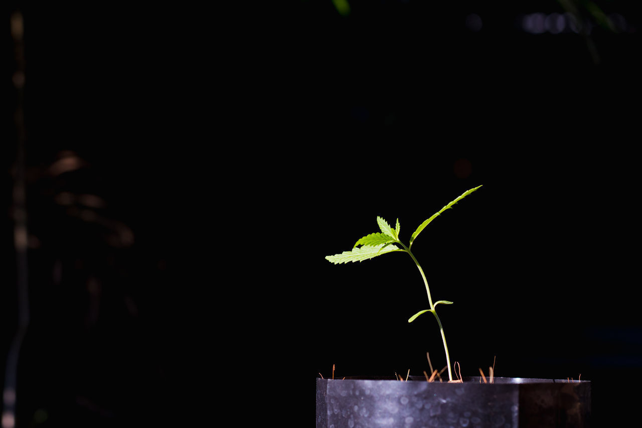 CLOSE-UP OF SMALL PLANT GROWING ON POTTED PLANTS