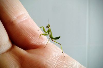 Close-up of insect on hand