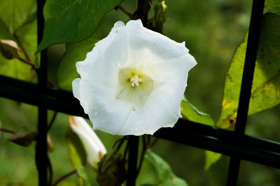 Close-up of white flower blooming outdoors